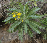 Sonchus hierrensis
