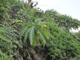 Sonchus hierrensis