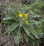 Sonchus hierrensis
