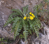 Sonchus hierrensis