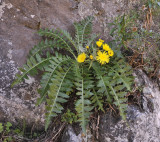 Sonchus hierrensis.8.jpg