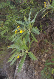 Sonchus hierrensis