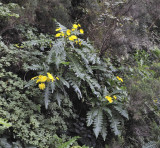 Sonchus hierrensis