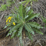 Sonchus hierrensis