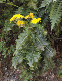 Sonchus hybrid.jpg