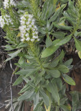 Echium breviarme. Closer.2.jpg