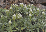Echium breviarme. Closer.4.jpg