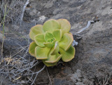 Aeonium nobile in habitat.