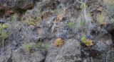 Aeonium nobile in habitat.
