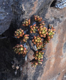 Aeonium sedifolium