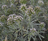Echium breviarme.4.jpg