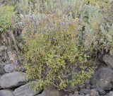 Lavandula canariensis.jpg
