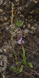 Orchis mascula and Habenaria.2.jpg