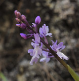 Orchis mascula. Closer.2.jpg