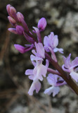 Orchis mascula. Closer.jpg