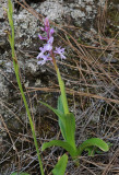 Orchis mascula.2.jpg