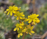 Aeonium spathulatum. Closer.2.jpg