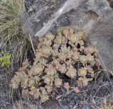 Aeonium davidbramwellii.2.jpg