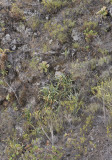 Aeonium nobile with some other endemics.2.jpg