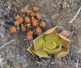 Aeonium sedifolium and A. nobile.jpg