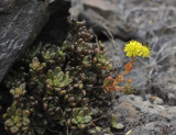Aeonium sedifolium. Closer.2.jpg