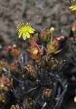Aeonium sedifolium. Closer.3.jpg