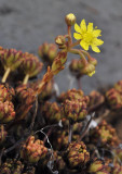 Aeonium sedifolium. Closer.4.jpg