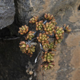 Aeonium sedifolium.2.jpg