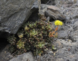 Aeonium sedifolium.5.jpg