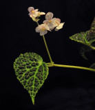 Begonia dracopelta.jpg