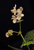 Begonia dracopelta. Closer.2.jpg