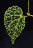 Begonia dracopelta. leaf.jpg