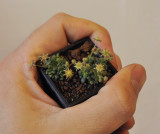 Monanthes brachycaulos. In hand.jpg