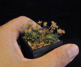 Monanthes brachycaulos. In hand.2.jpg