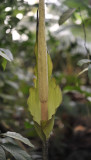 Amorphophallus asper. Closer.jpg