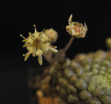 Monanthes adenoscepes.Close-up.2.jpg