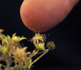 Monanthes brachycaulos. Pollination.2.jpg