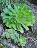 Aeonium species.jpg