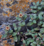 Monanthes laxiflora.2.jpg