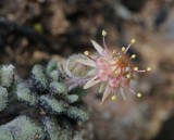 Monanthes Guimar. Close-up.jpg