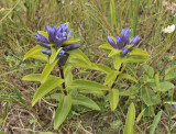 Gentiana cruciata.jpg