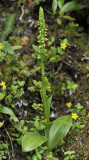 Platanthera pollostantha
