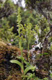 Platanthera pollostantha