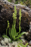 Platanthera pollostantha