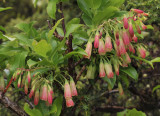 Vaccinium cylindraceum. Close-up.jpg