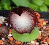 Corybas hispidus