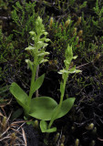 Platanthera azorica.jpg