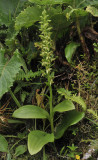 Platanthera azorica.2.jpg