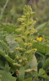 Platanthera azorica. Closer.2.jpg