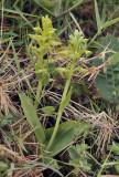 Platanthera azorica.3.jpg